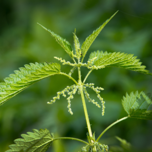 Nettle Leaf Powder