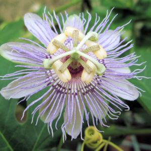Passionflower Powder