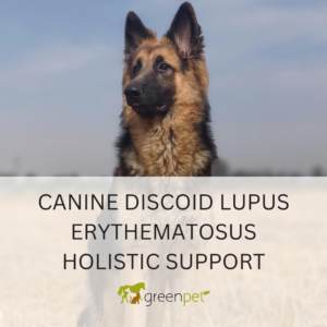 Canine Discoid Lupus Erythematosus (DLE) Holistic Support Guide