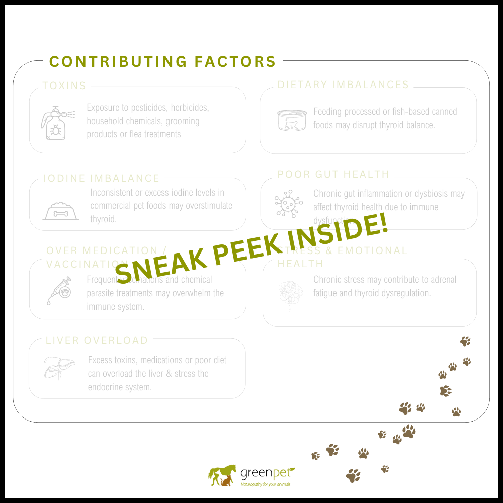 Canine Discoid Lupus Erythematosus (DLE) Holistic Support Guide - Image 2