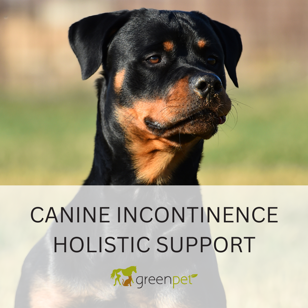 Canine Incontinence Holistic Support Guide
