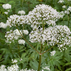 Valerian Root Powder