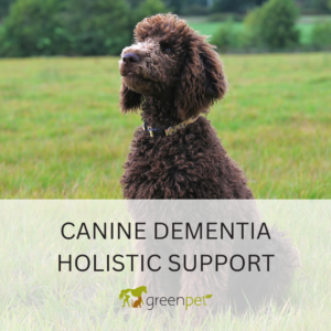 Canine Dementia Holistic Support Guide