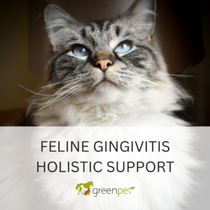 Feline Gingivitis Holistic Support Guide