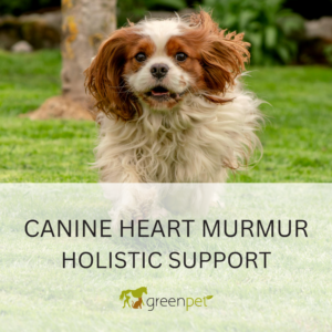 Canine Heart Murmur Holistic Support Guide